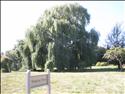 Weeping Willow